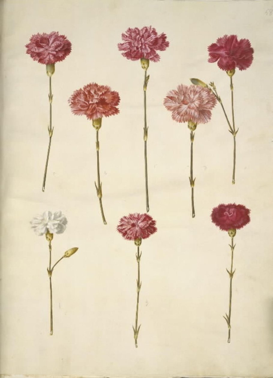 Dianthus caryophyllus (tuinanjer) door Hans Simon Holtzbecker