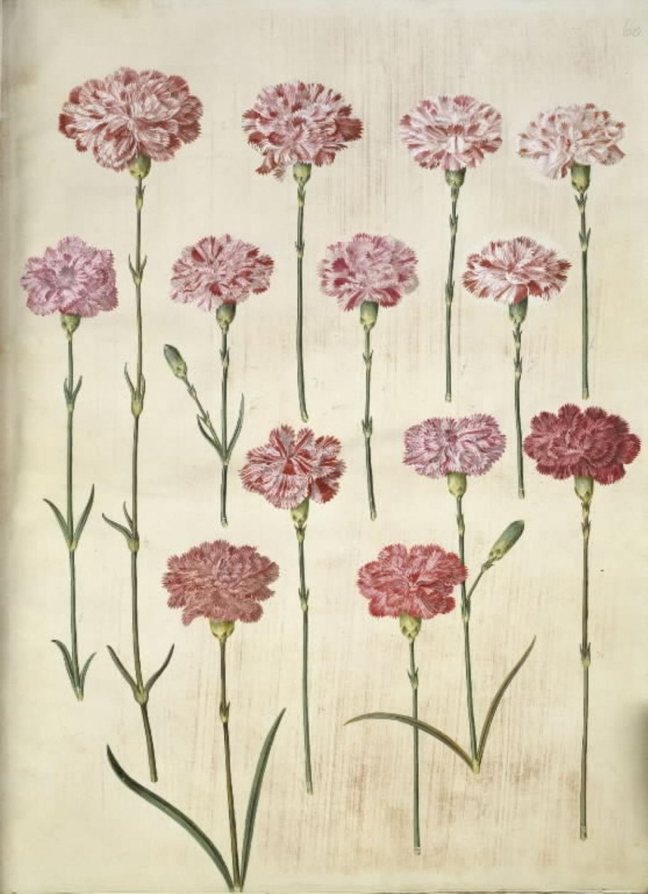Dianthus caryophyllus (anjer) door Hans Simon Holtzbecker