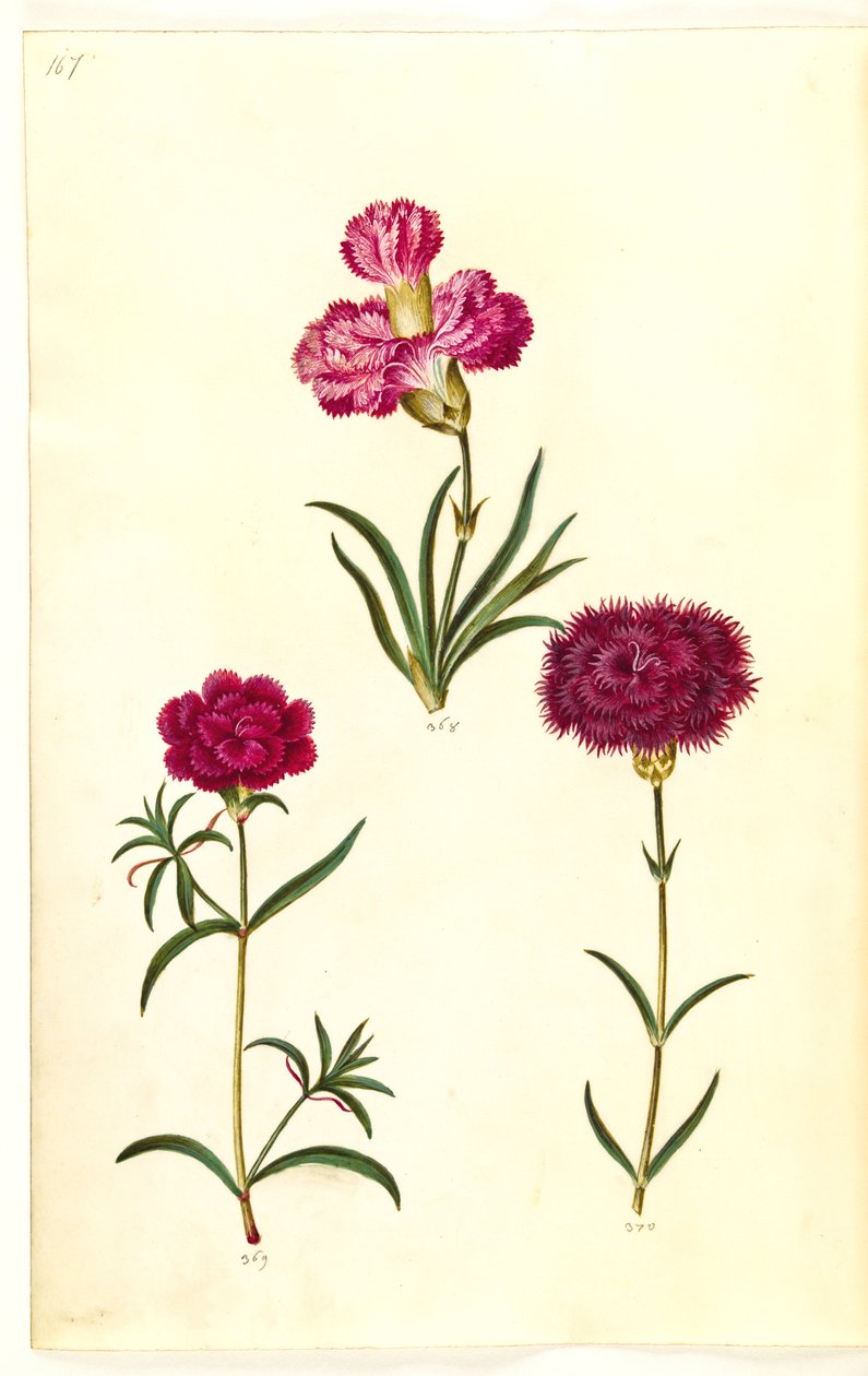 Dianthus caryophyllus (tuinanjer) door Hans Simon Holtzbecker