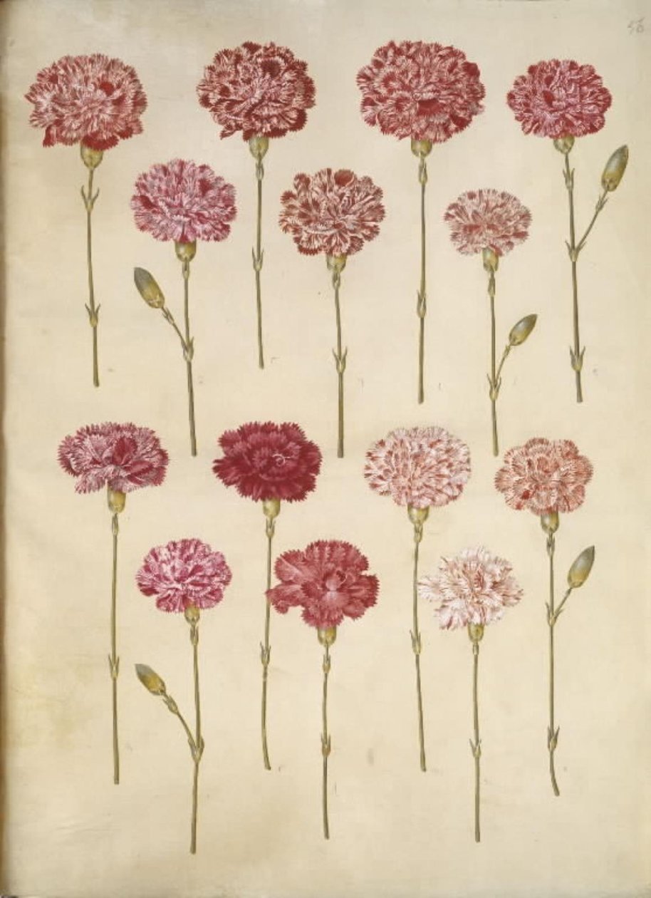 Dianthus caryophyllus (tuinanjer) door Hans Simon Holtzbecker