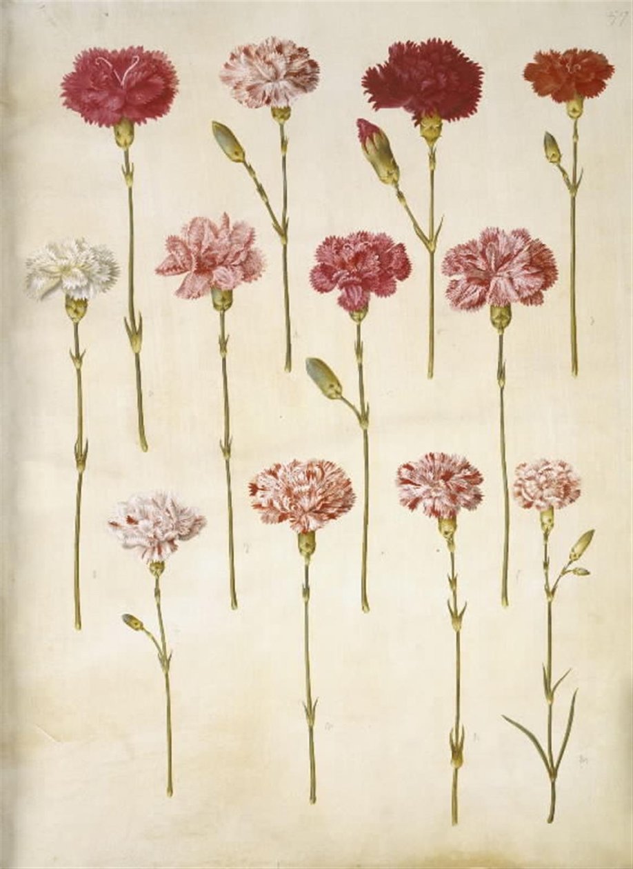 Dianthus caryophyllus (tuinanjer) door Hans Simon Holtzbecker