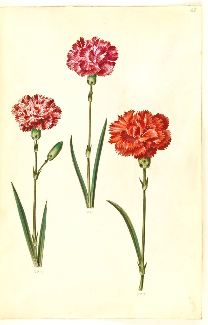 Dianthus caryophyllus (tuinanjer) door Hans Simon Holtzbecker