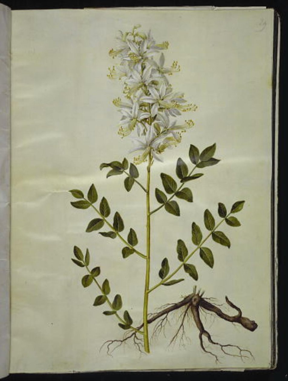 Dictamnus albus (witte dictam) door Hans Simon Holtzbecker