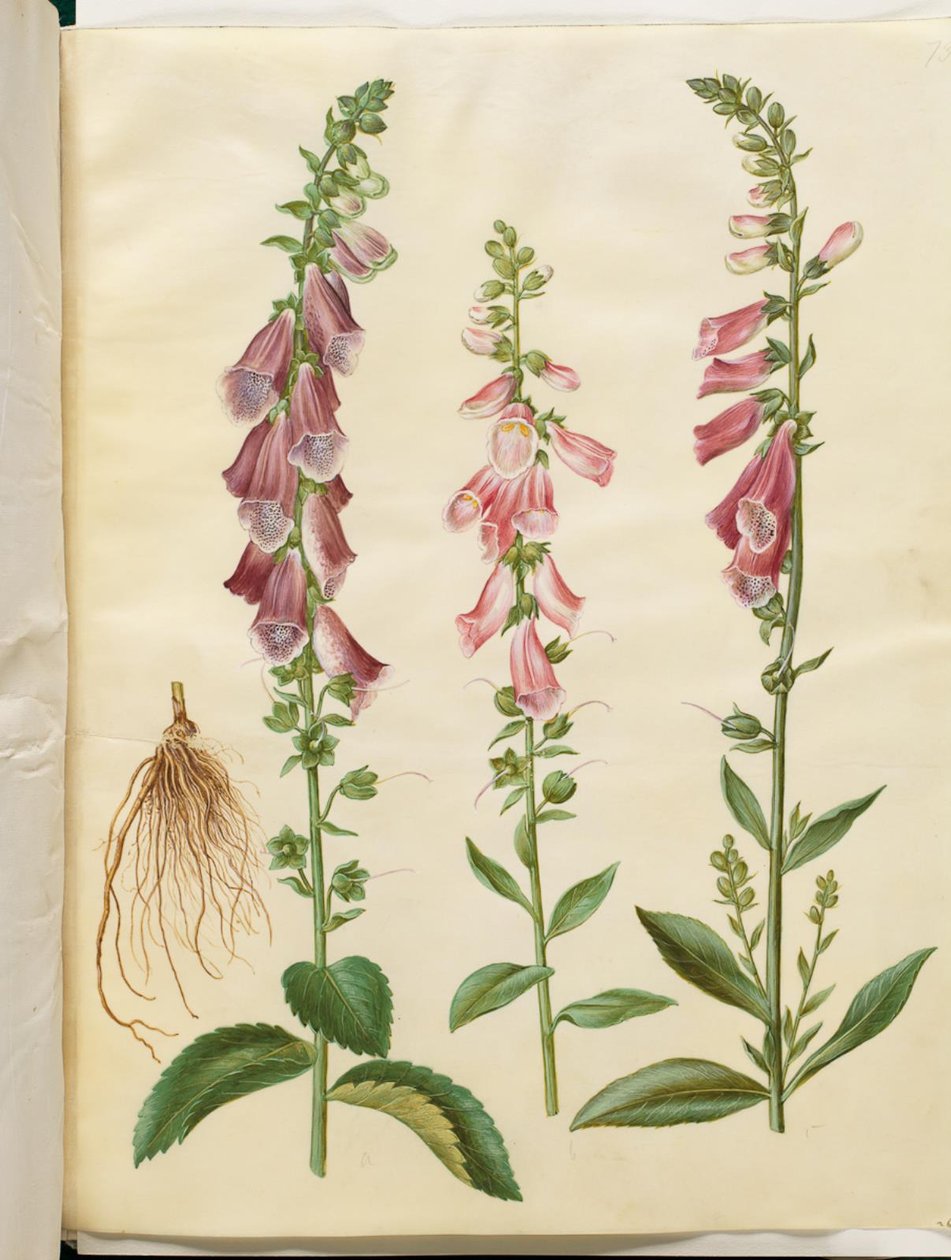 Digitalis purpurea (gewone vingerhoedskruid) door Hans Simon Holtzbecker