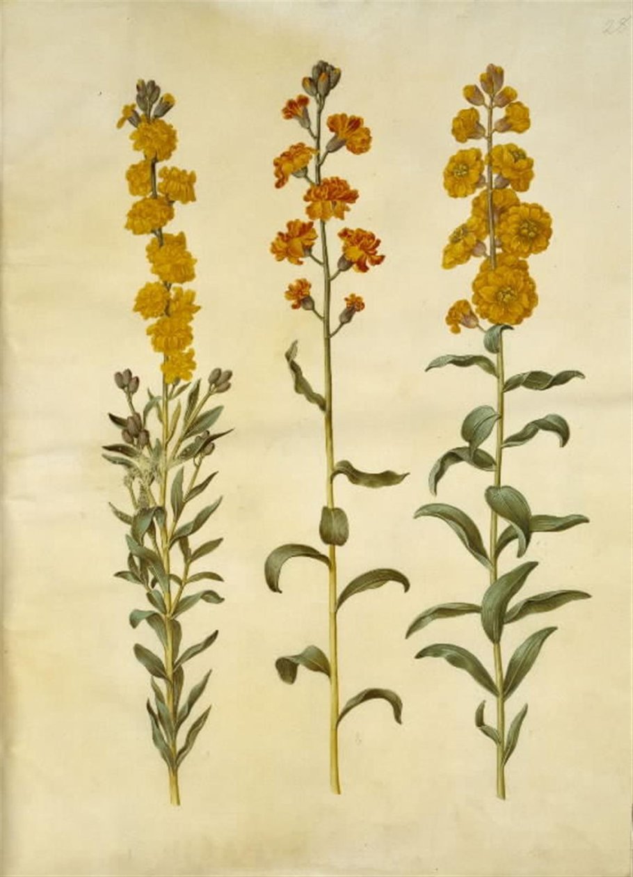 Erysimum cheiri (muurbloem) door Hans Simon Holtzbecker