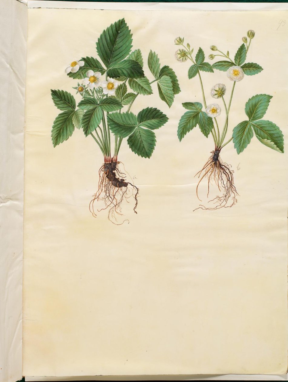 Fragaria vesca (bos-aardbei) door Hans Simon Holtzbecker