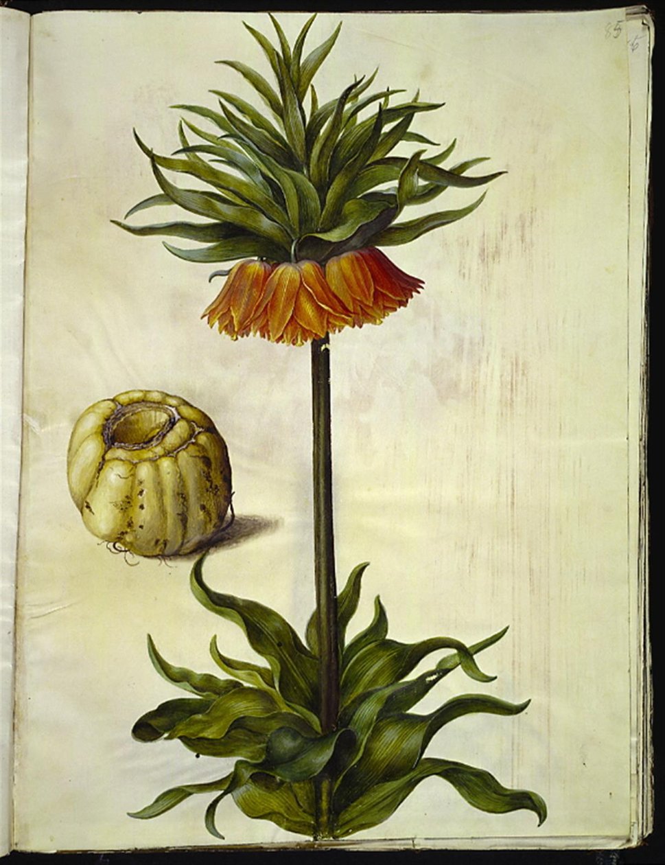 Fritillaria imperialis (keizerskroon) door Hans Simon Holtzbecker