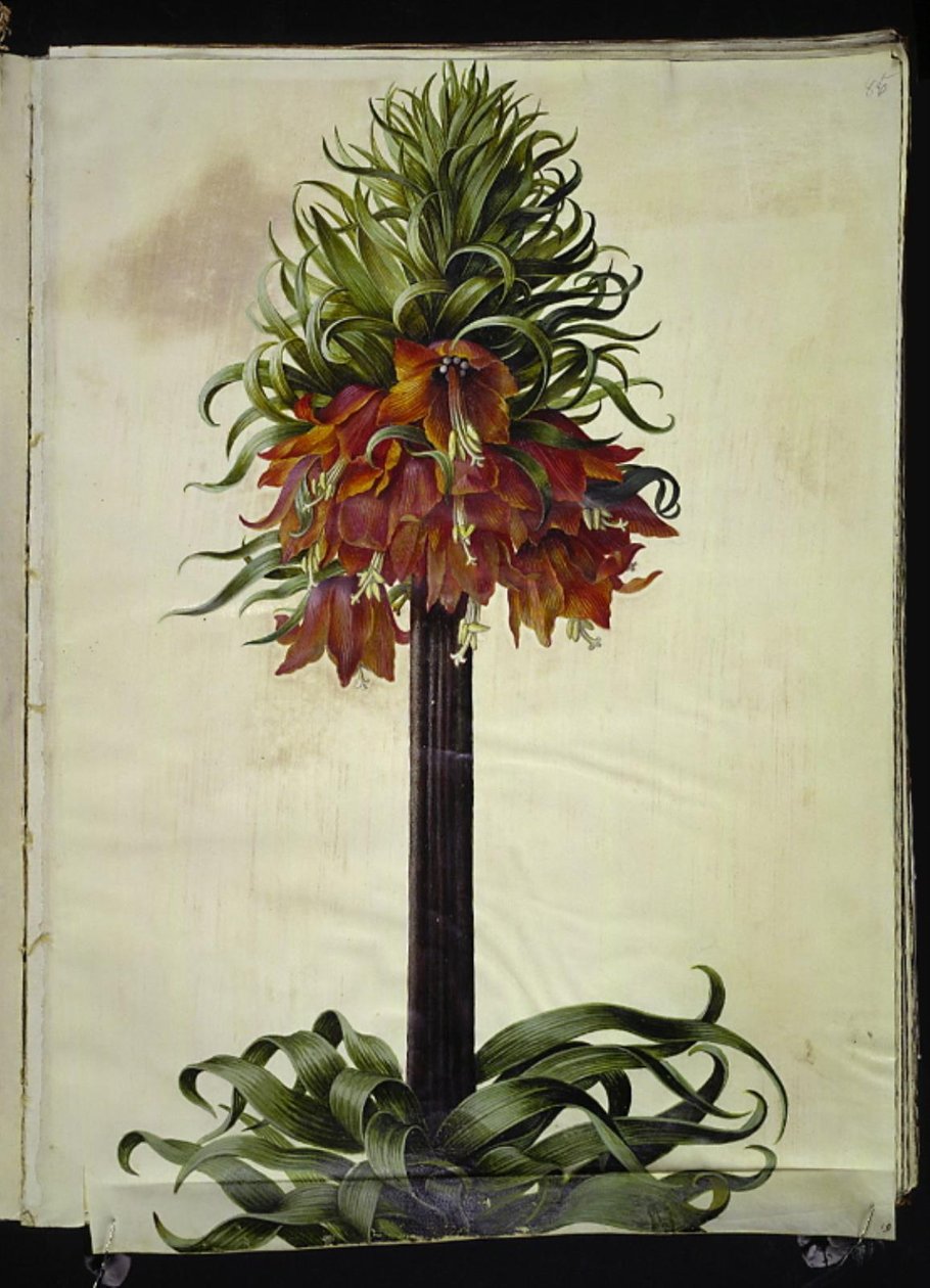 Fritillaria imperialis (keizerskroon) door Hans Simon Holtzbecker