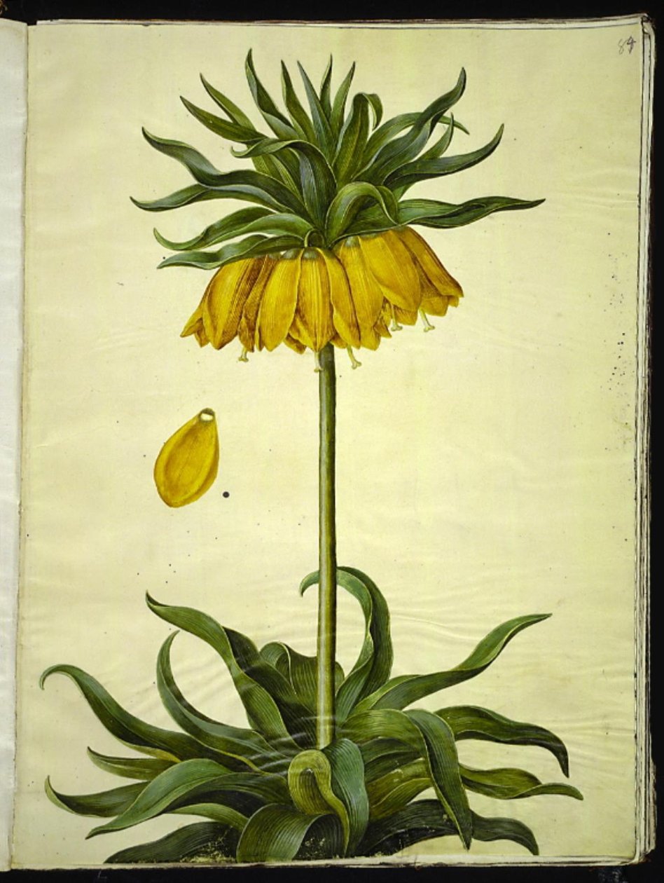 Fritillaria imperialis (keizerskroon) door Hans Simon Holtzbecker