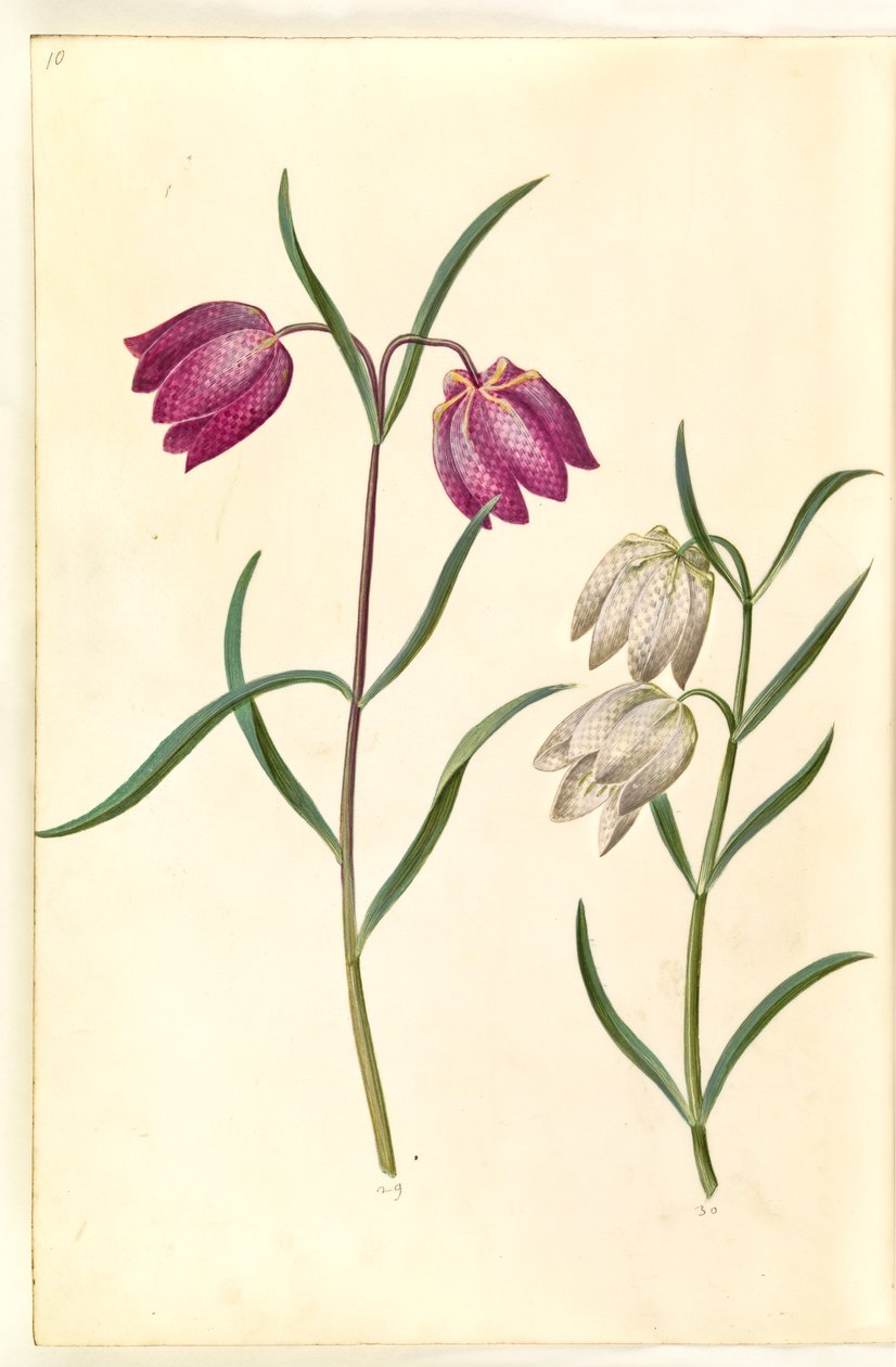 Fritillaria meleagris (gewone kievitsbloem) door Hans Simon Holtzbecker