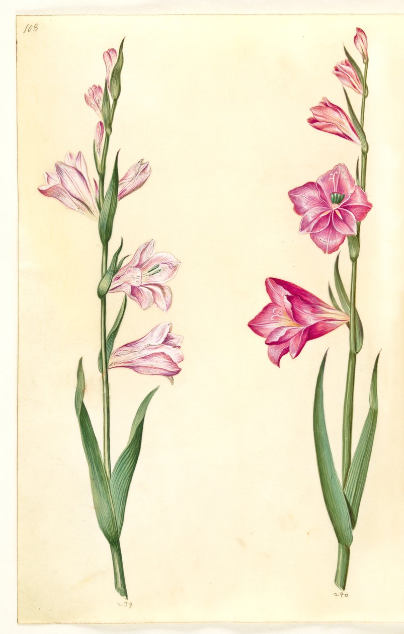 Gladiolus communis (gewone gladiolus) door Hans Simon Holtzbecker