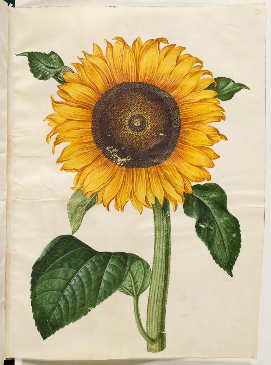 Helianthus annuus (gewone zonnebloem) door Hans Simon Holtzbecker