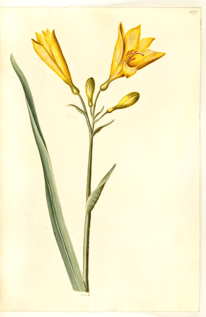 Hemerocallis lilioasphodelus (gele daglelie) door Hans Simon Holtzbecker