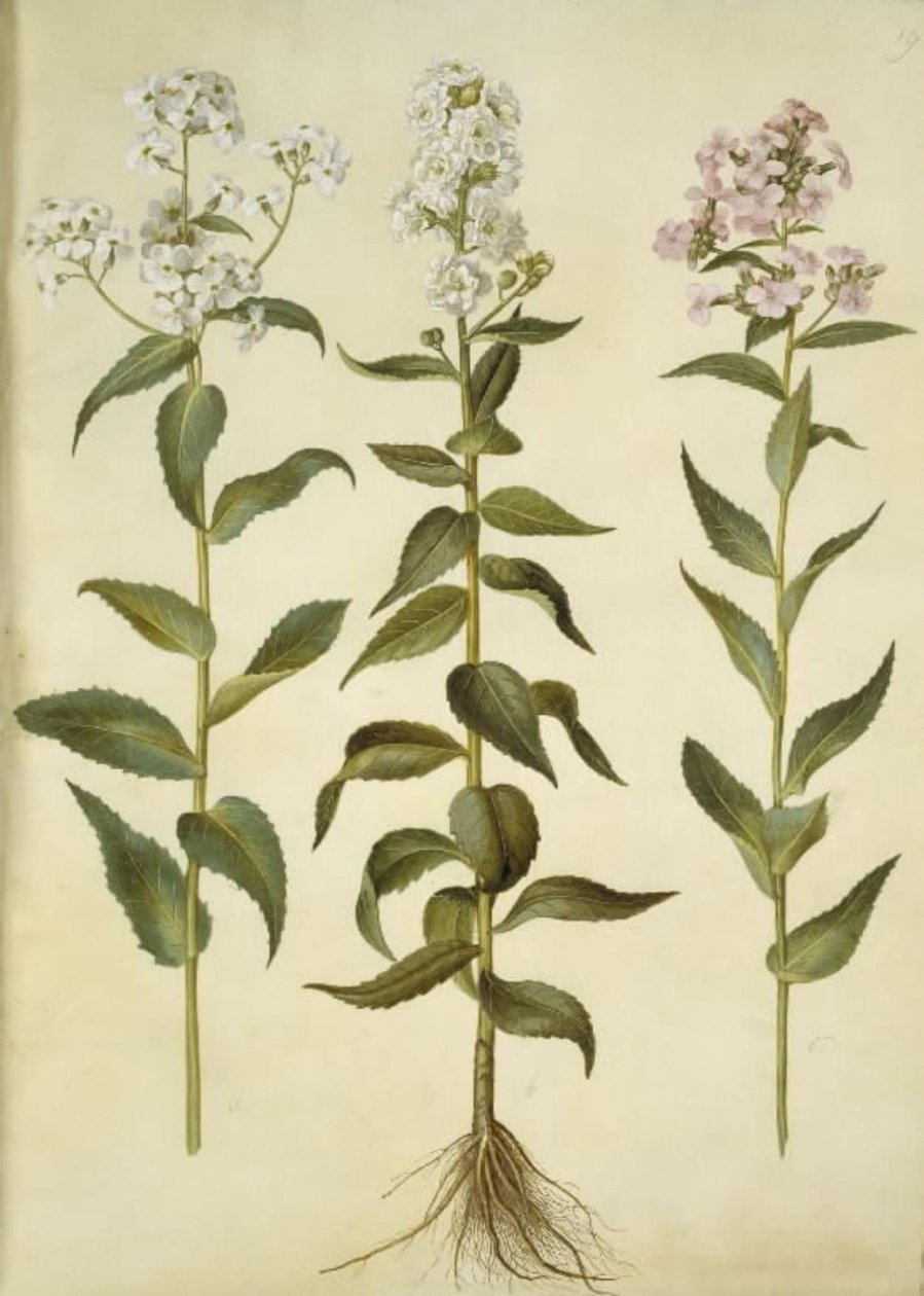 Hesperis matronalis (gewone avondster) door Hans Simon Holtzbecker