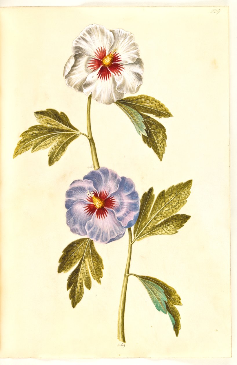 Hibiscus syriacus door Hans Simon Holtzbecker