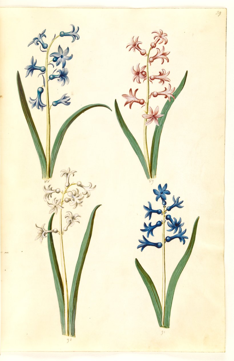 Hyacinthus orientalis (gewone hyacint) door Hans Simon Holtzbecker