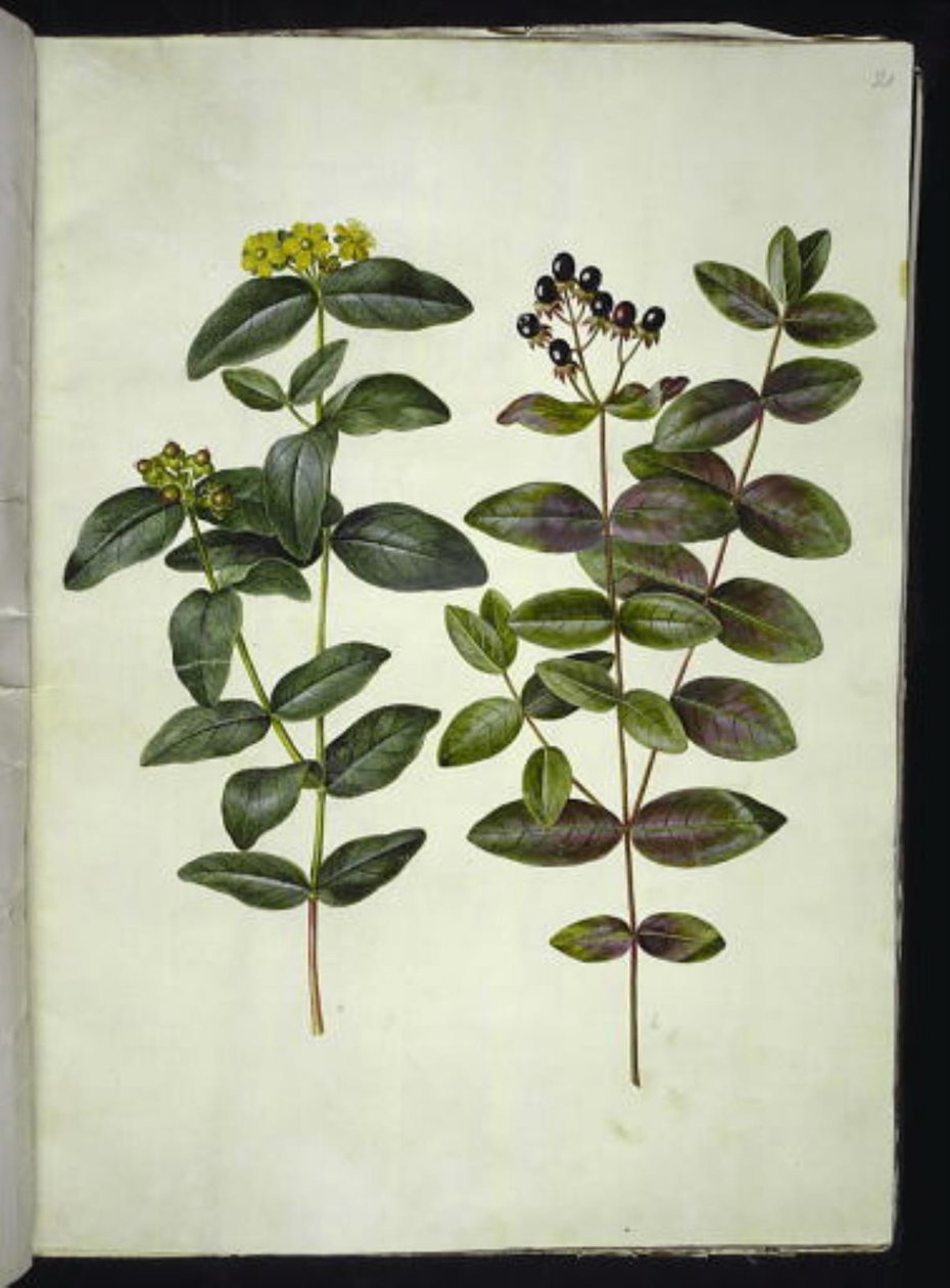 Hypericum androsaemum (bessenst. Janskruid) door Hans Simon Holtzbecker