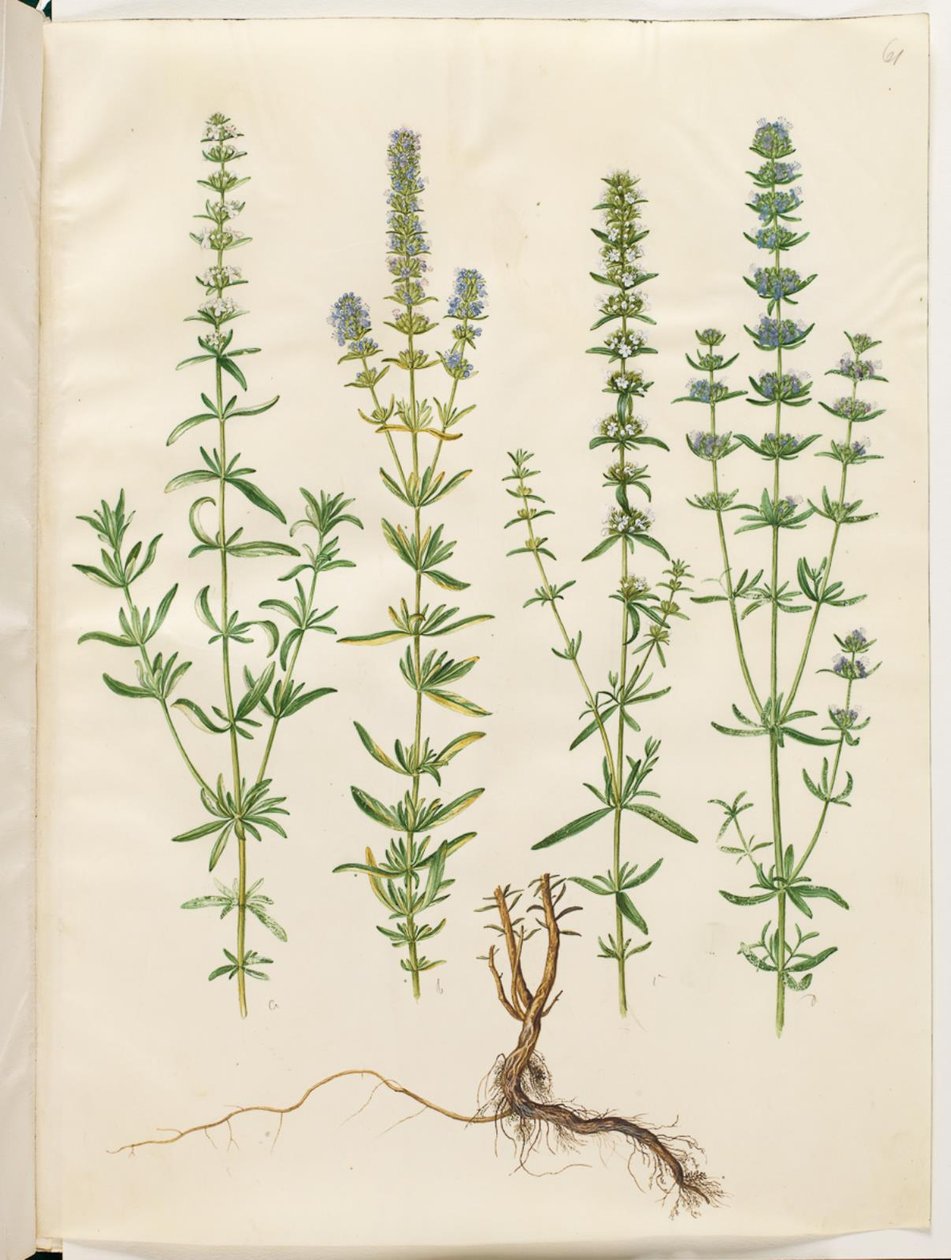 Hyssopus officinalis (echte hyssop) door Hans Simon Holtzbecker