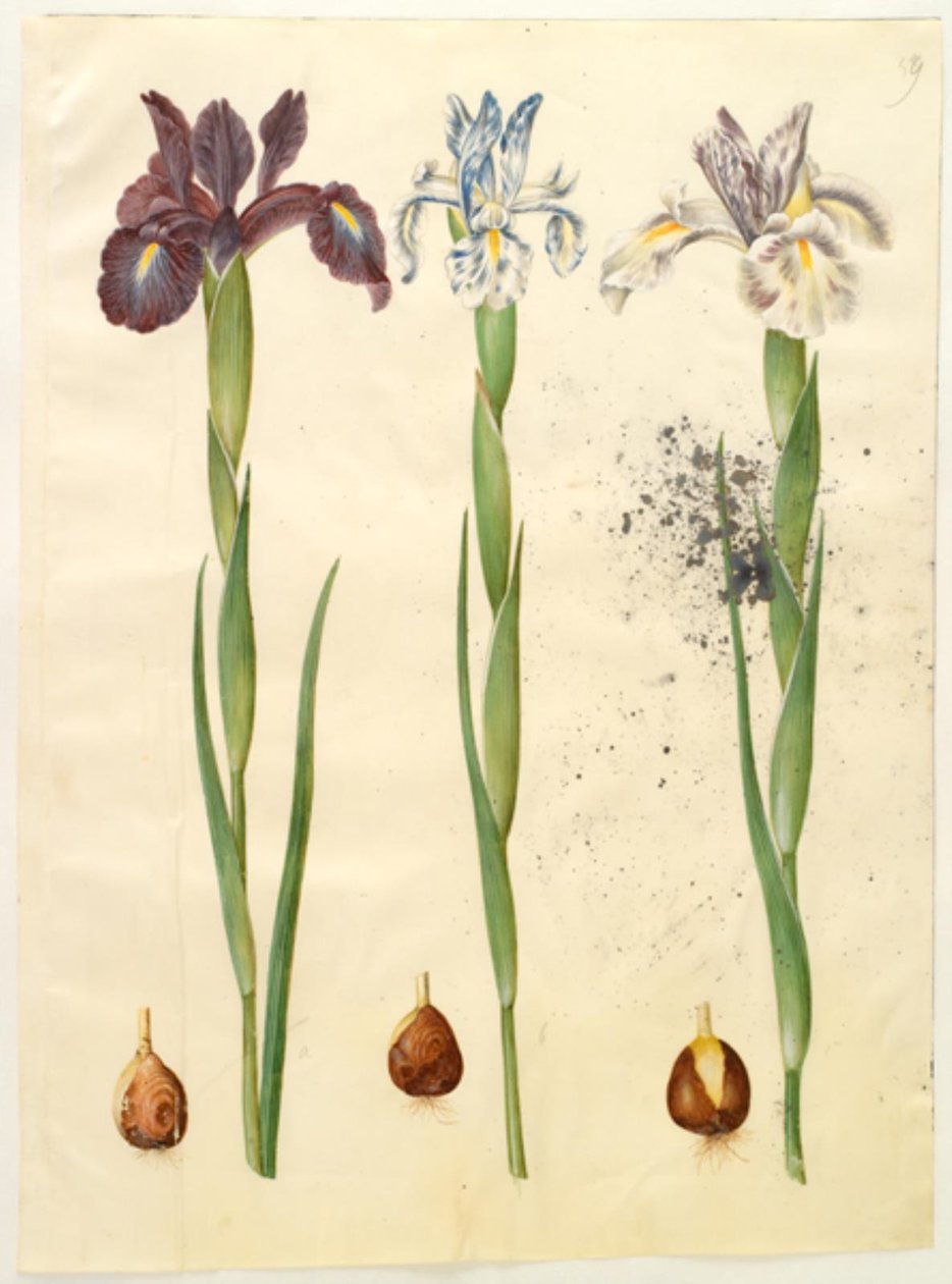 Iris latifolia (Engelse iris) door Hans Simon Holtzbecker