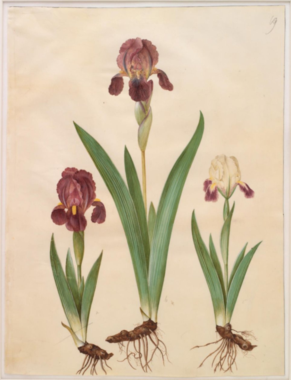 Iris ×lurida (iris-hybride) door Hans Simon Holtzbecker