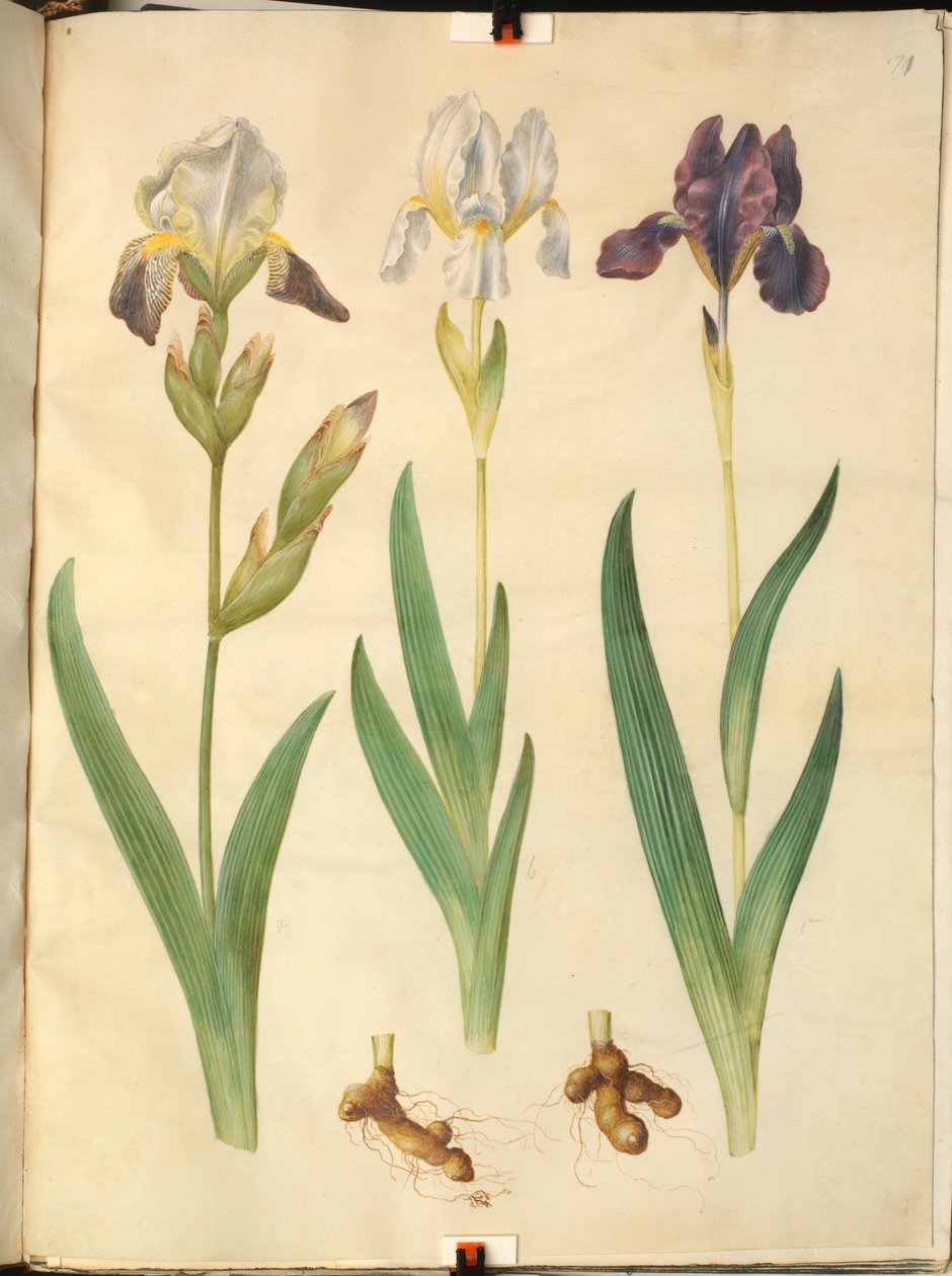 Iris ×squalens (iris-hybride); Iris (iris) door Hans Simon Holtzbecker