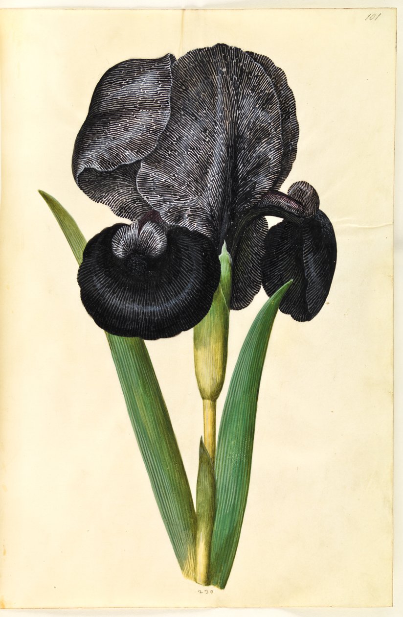 Iris susiana (rouw-iris) door Hans Simon Holtzbecker