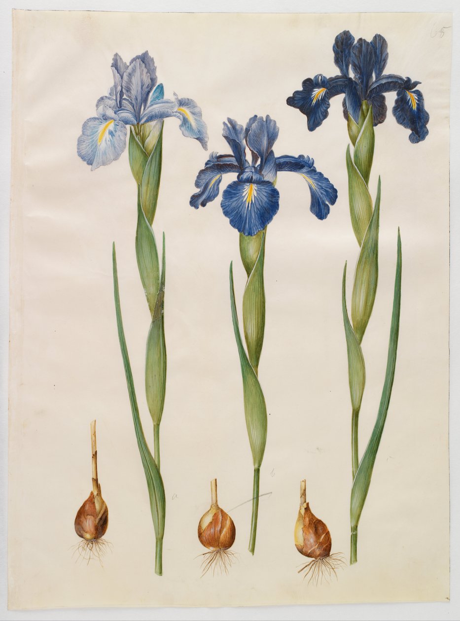 Iris xiphioides door Hans Simon Holtzbecker