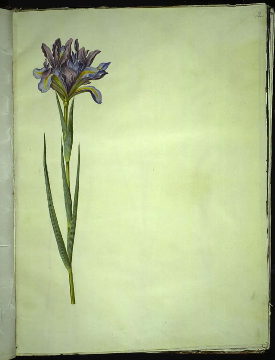 Iris xiphium (Spaanse iris) door Hans Simon Holtzbecker