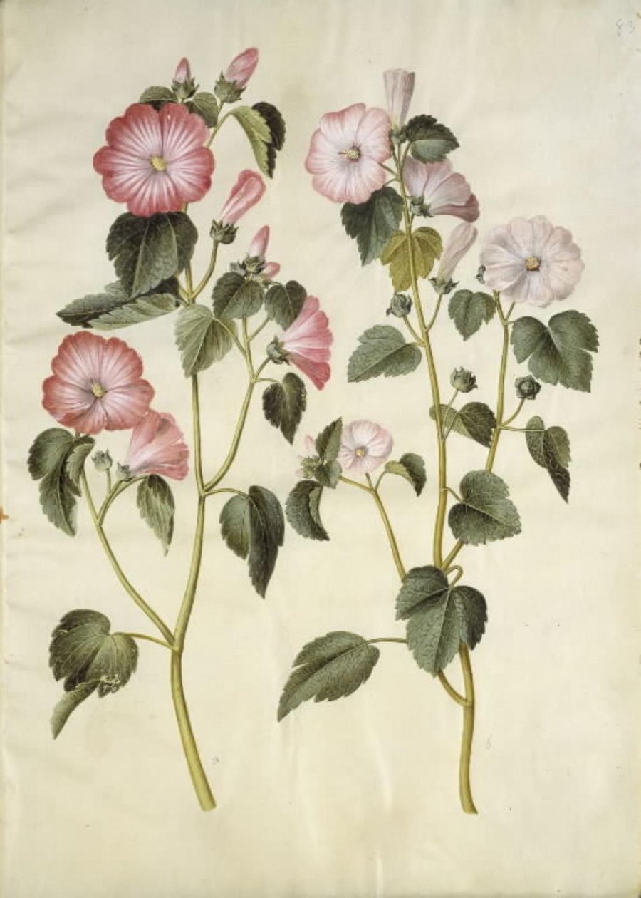 Lavatera trimestris (mamelukerem) door Hans Simon Holtzbecker