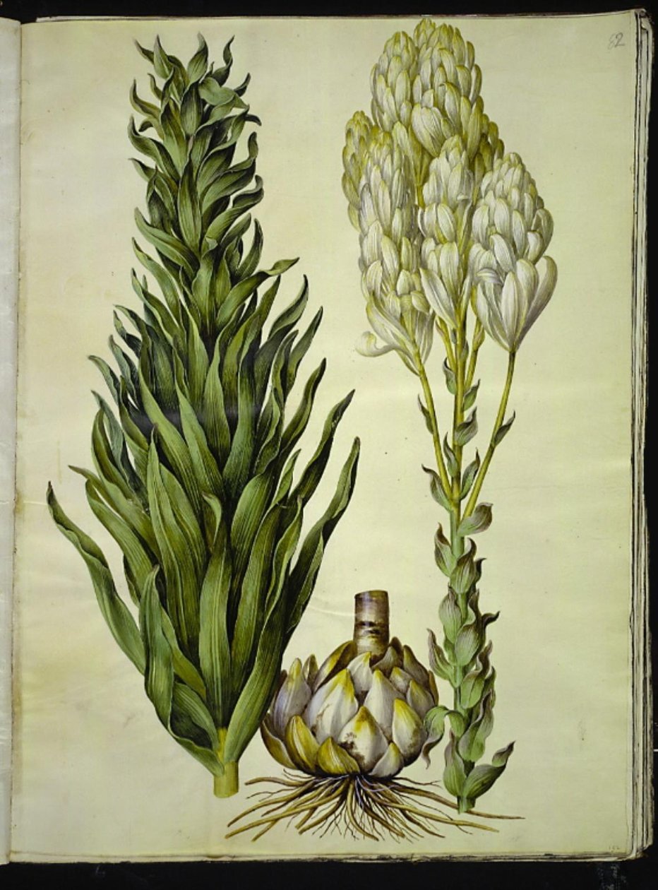 Lilium candidum (madonnalelie) door Hans Simon Holtzbecker