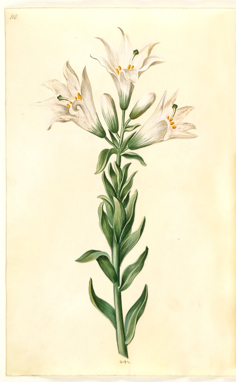 Lilium candidum (madonnalelie) door Hans Simon Holtzbecker