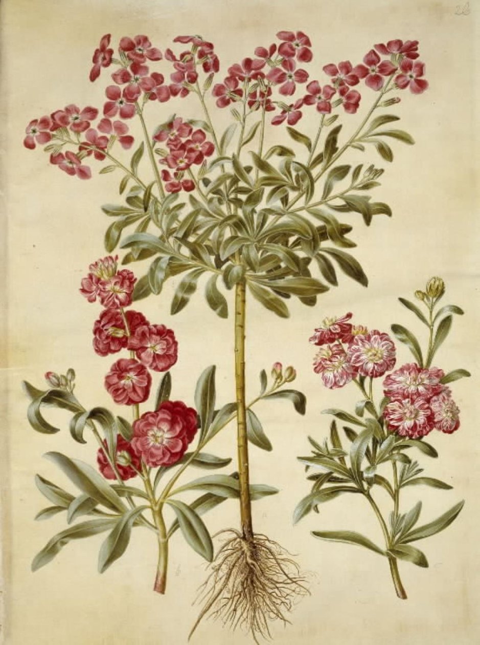 Matthiola incana (winterviolier) door Hans Simon Holtzbecker
