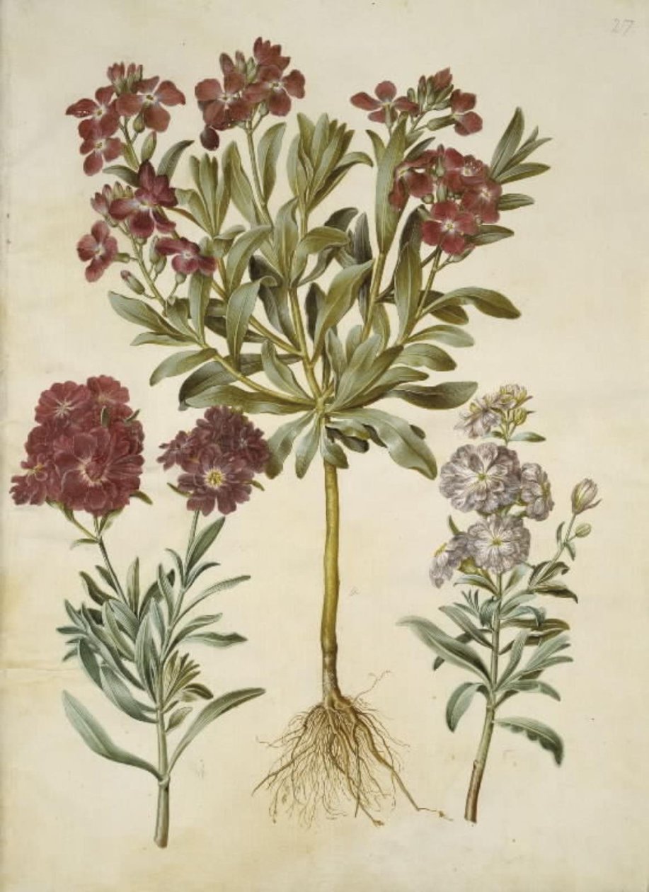 Matthiola incana (winterviolier) door Hans Simon Holtzbecker