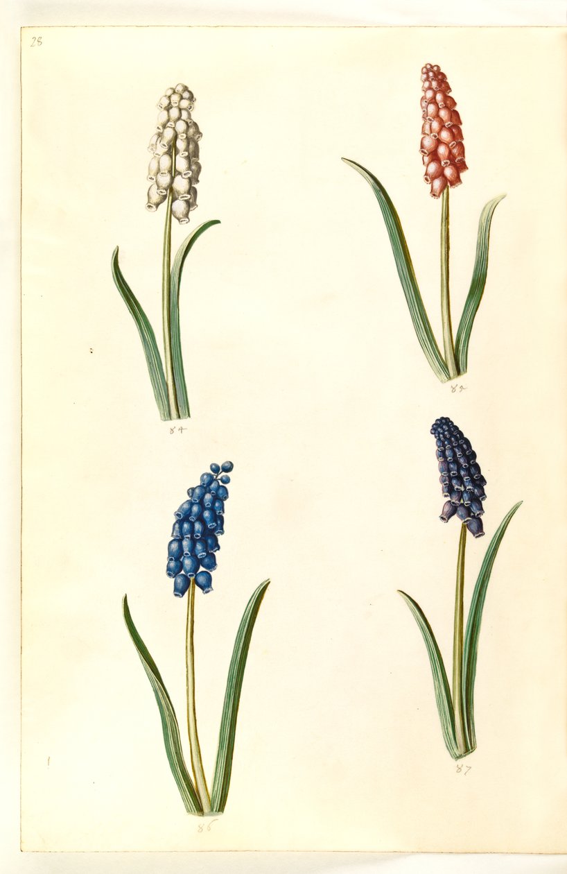 Muscari botryoides (gewone druifhyacint) door Hans Simon Holtzbecker
