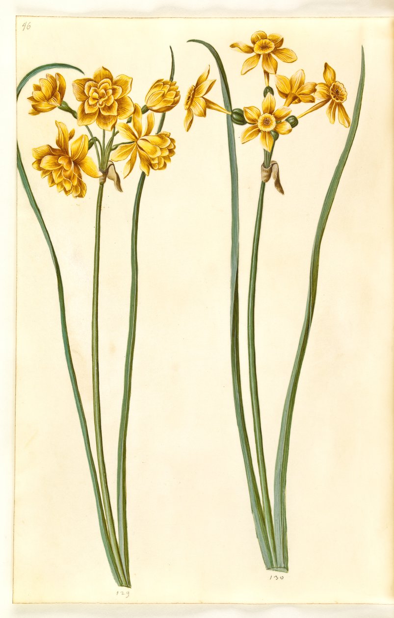 Narcissus jonquilla (siv-narcis) door Hans Simon Holtzbecker