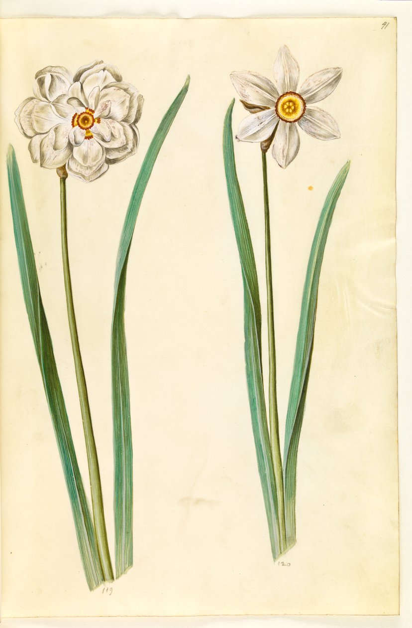 Narcissus poeticus (wilde narcis) door Hans Simon Holtzbecker