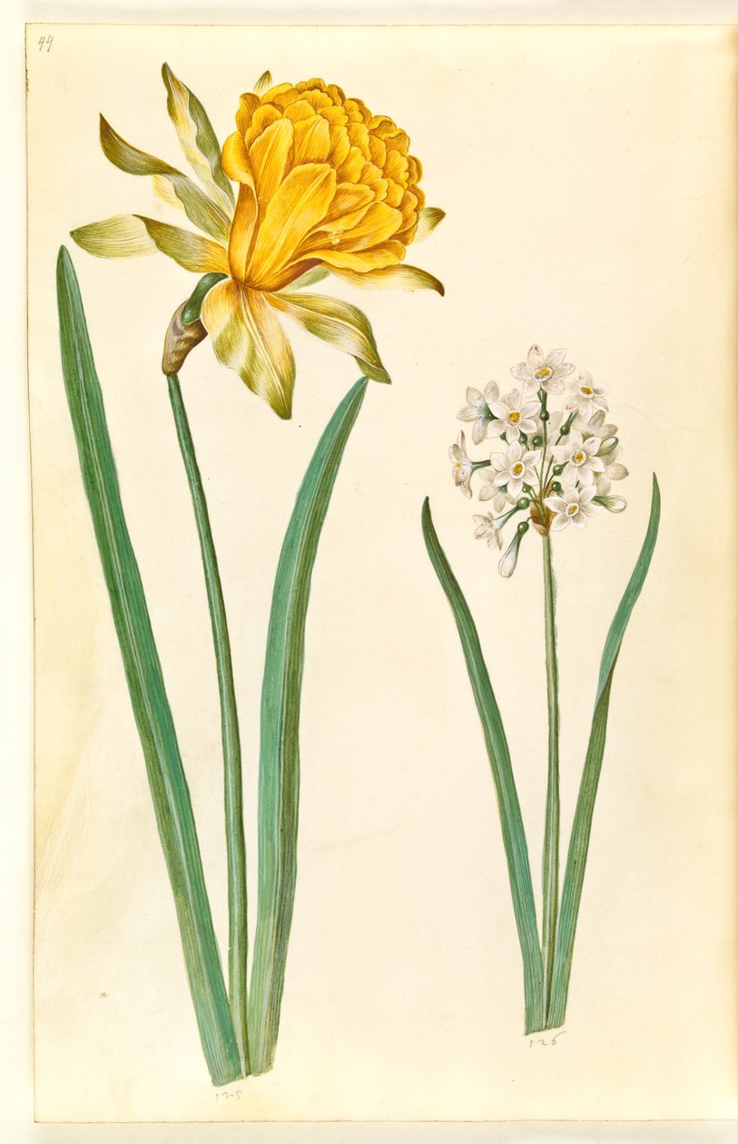 Narcissus pseudonarcissus (paaslelie); Narcissus tazetta (tazet) door Hans Simon Holtzbecker
