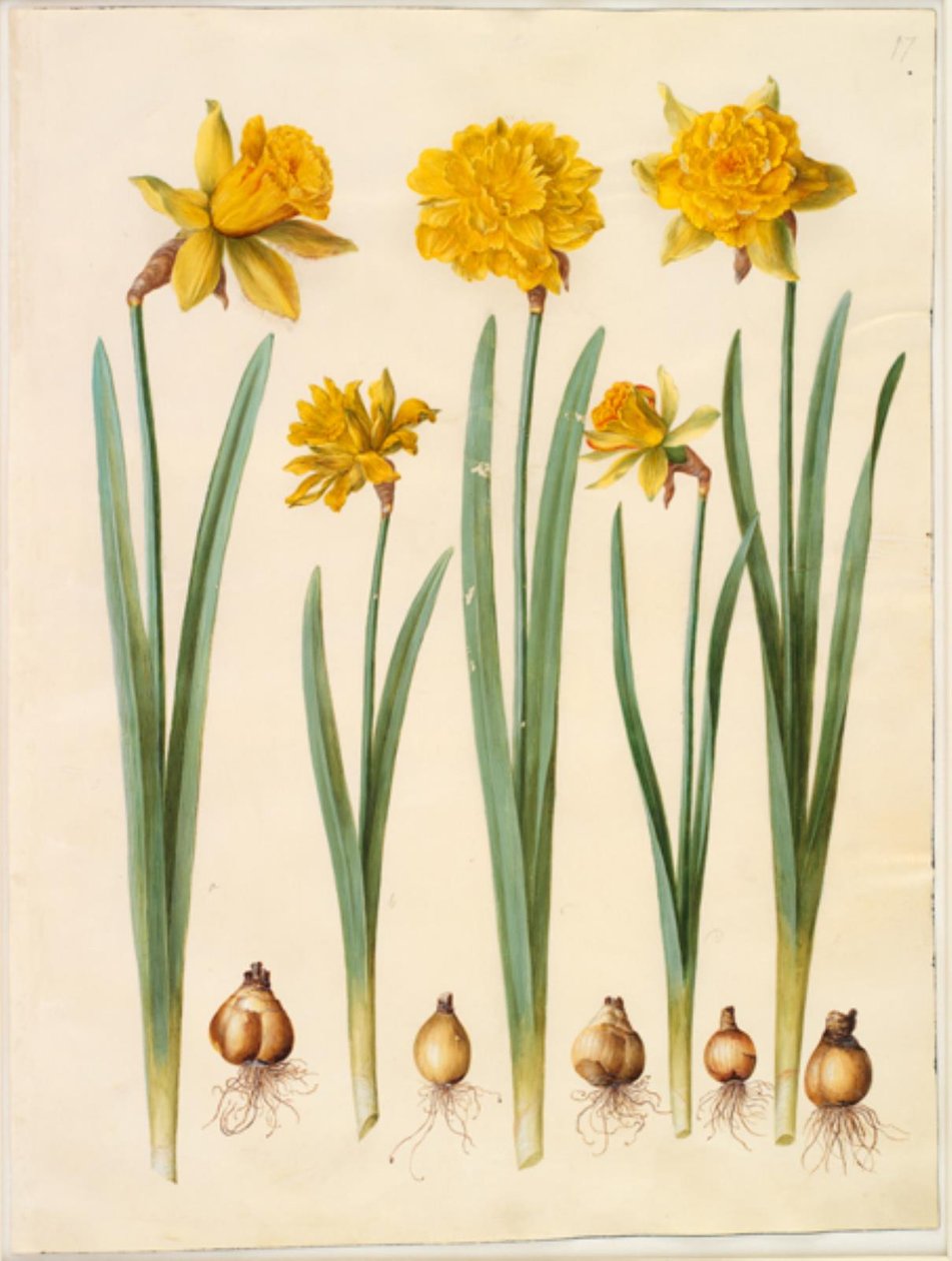 Narcissus pseudonarcissus door Hans Simon Holtzbecker