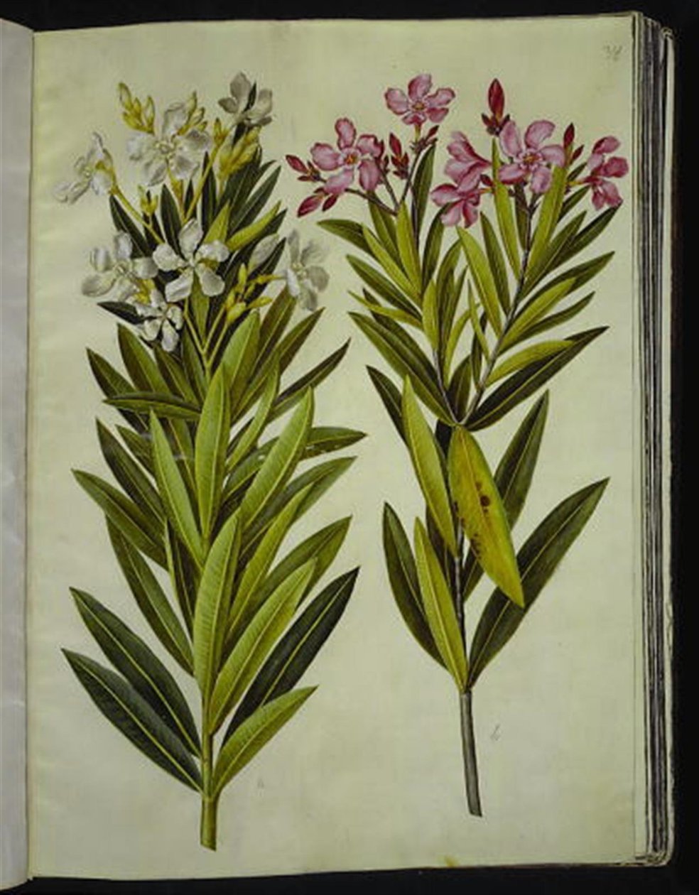Nerium oleander (oleander) door Hans Simon Holtzbecker