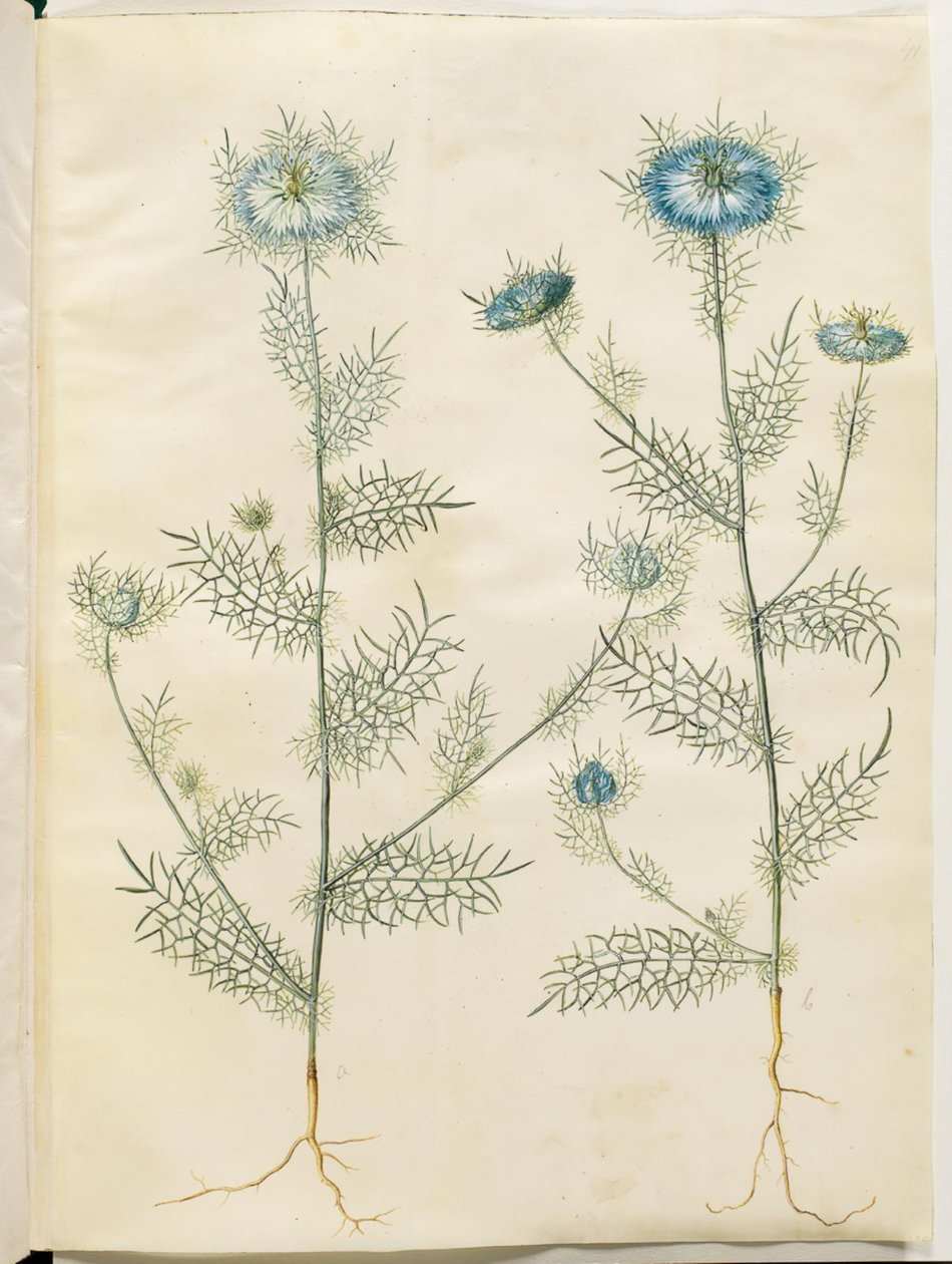 Nigella damascena (juffer in het groen) door Hans Simon Holtzbecker
