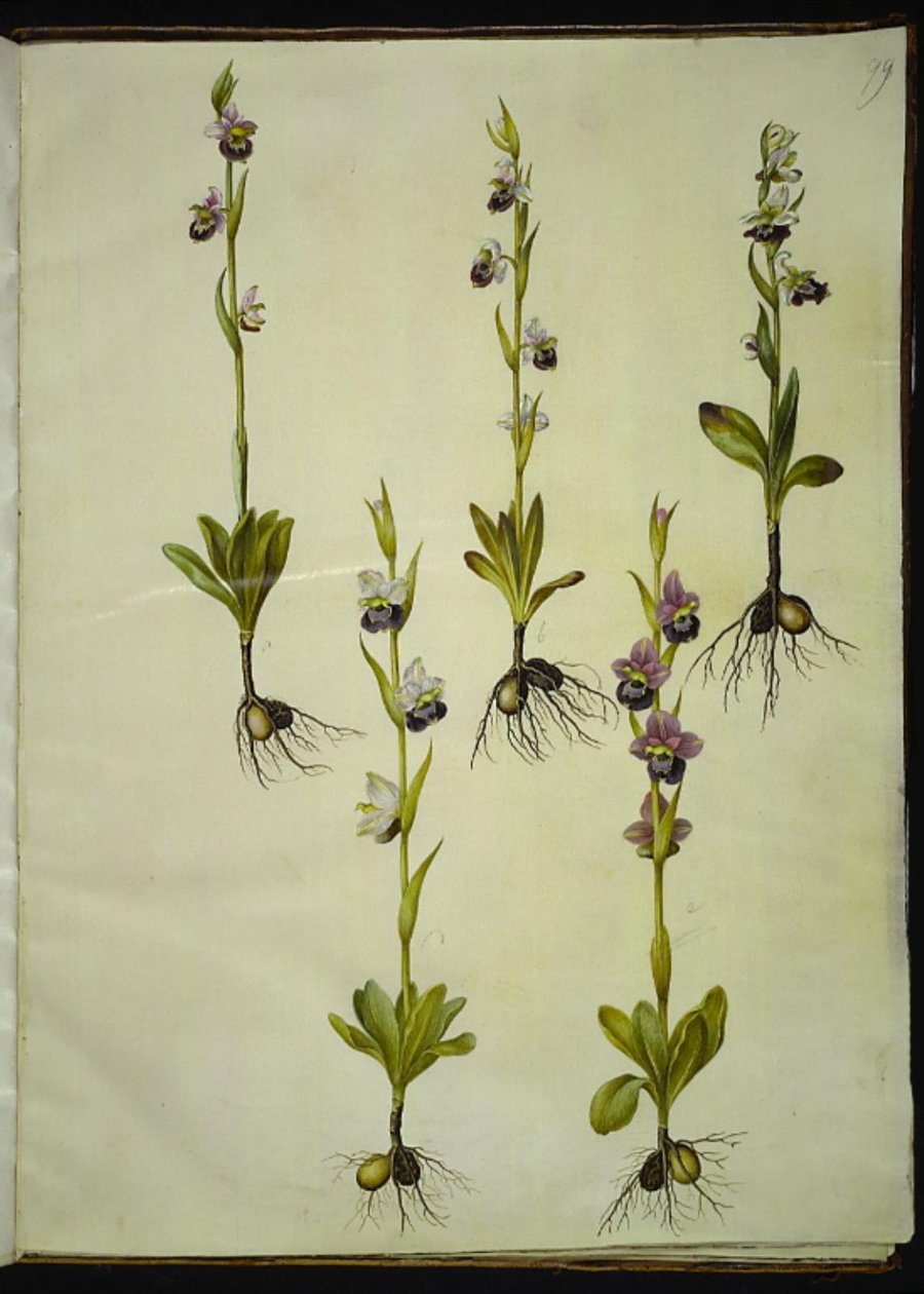 Ophrys fuciflora (hommelorchis) door Hans Simon Holtzbecker