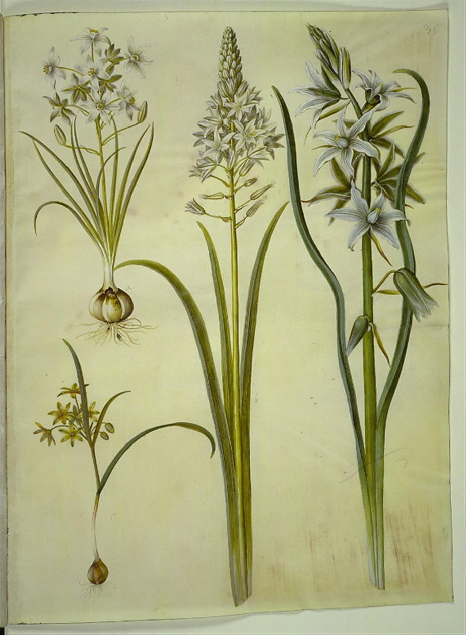 Ornithogalum umbellatum (gewone vogelmelk); Ornithogalum pyramidale (piramide-vogelmelk); Gagea lutea (gewone goudster); Ornithogalum nutans (knikkende vogelmelk) door Hans Simon Holtzbecker