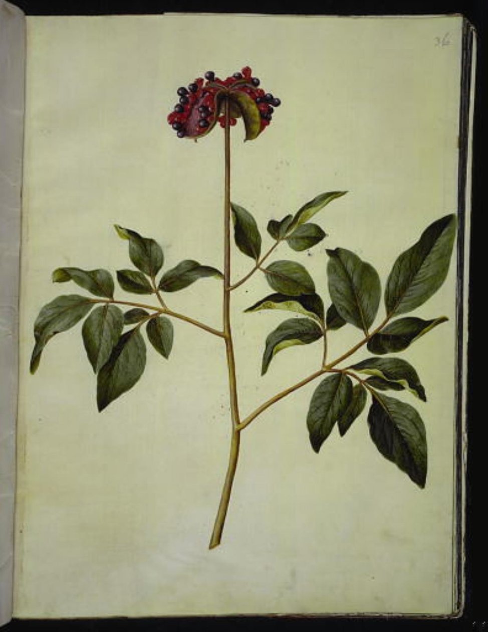 Paeonia mascula (roze pioenroos) door Hans Simon Holtzbecker
