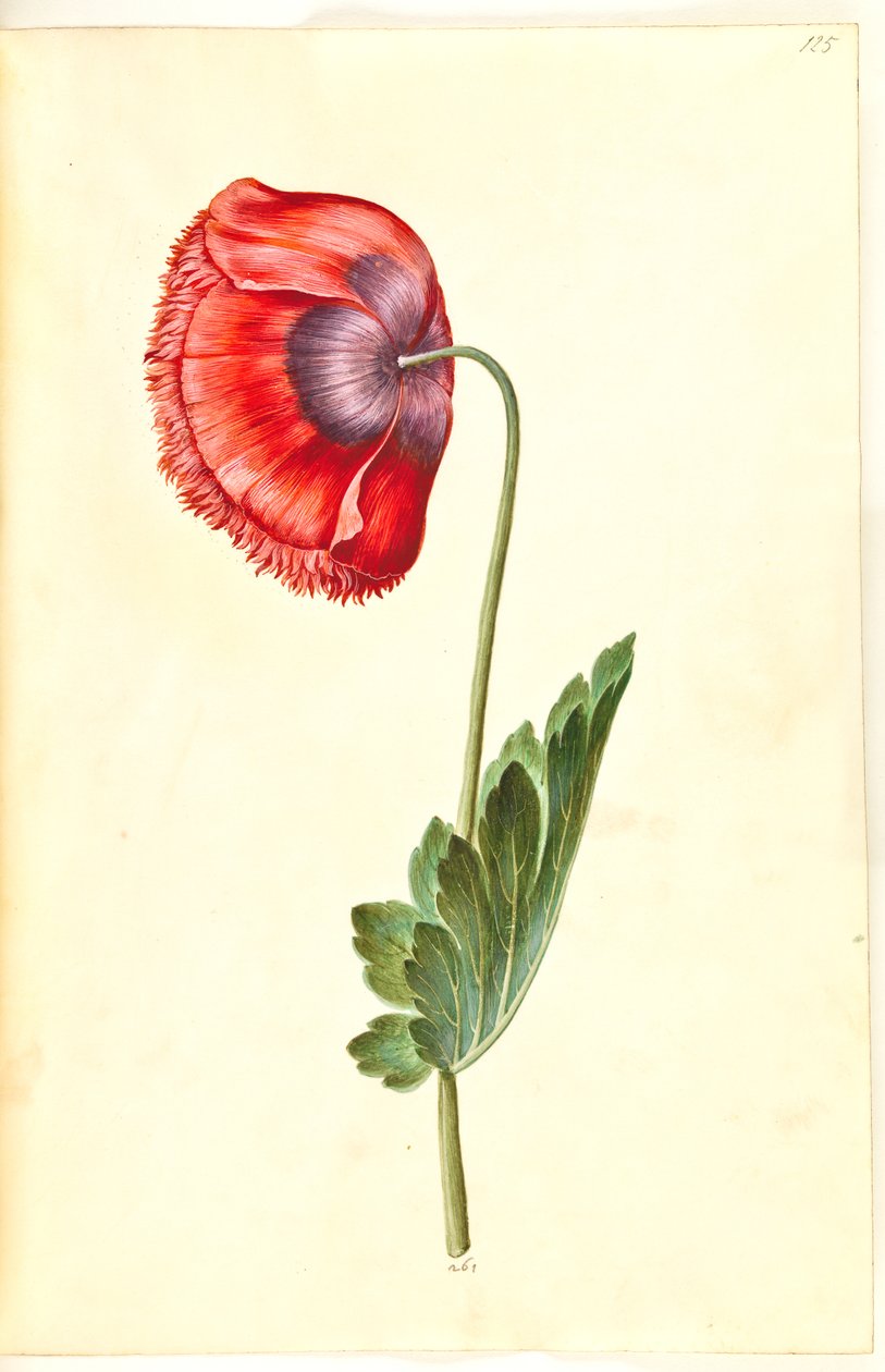 Papaver somniferum (opium-papaver) door Hans Simon Holtzbecker