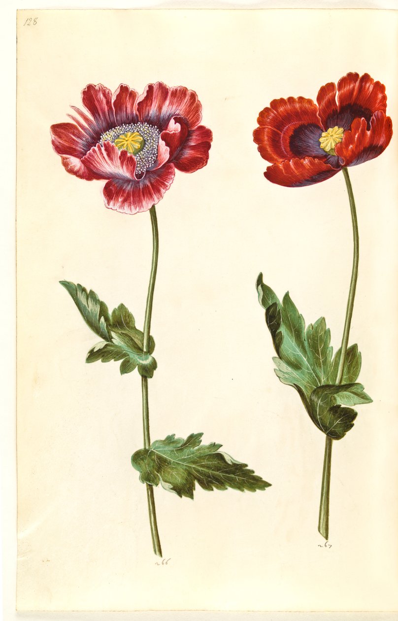 Papaver somniferum (slaapbol) door Hans Simon Holtzbecker