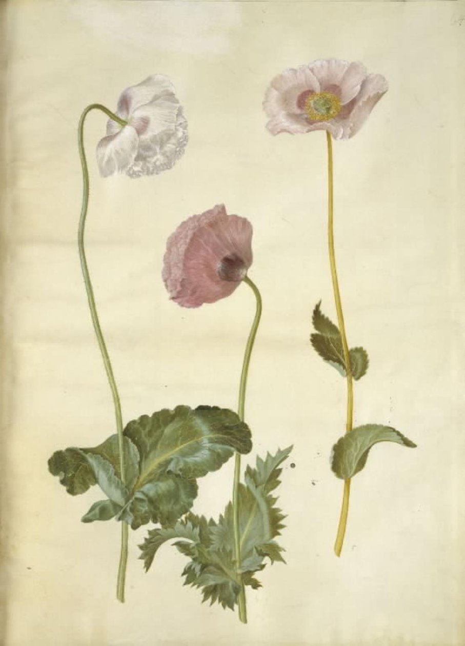 Papaver somniferum (opium-papaver) door Hans Simon Holtzbecker