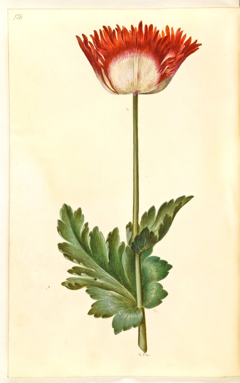 Papaver somniferum (opiumklaproos) door Hans Simon Holtzbecker