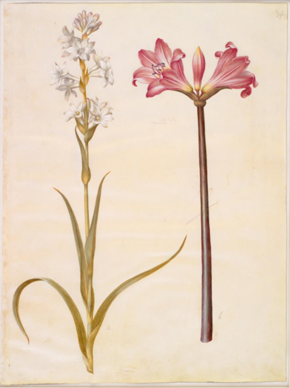 Polianthes tuberosa (tuberoos); Amaryllis belladonna (belladonnalelie) door Hans Simon Holtzbecker