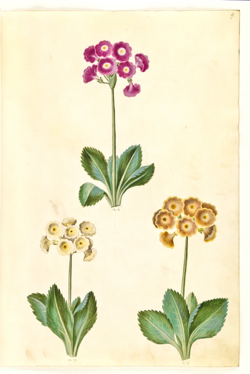 Primula ×pubescens (tuin-aurikel) door Hans Simon Holtzbecker