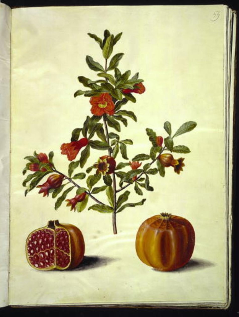 Punica granatum (granaatappel) door Hans Simon Holtzbecker
